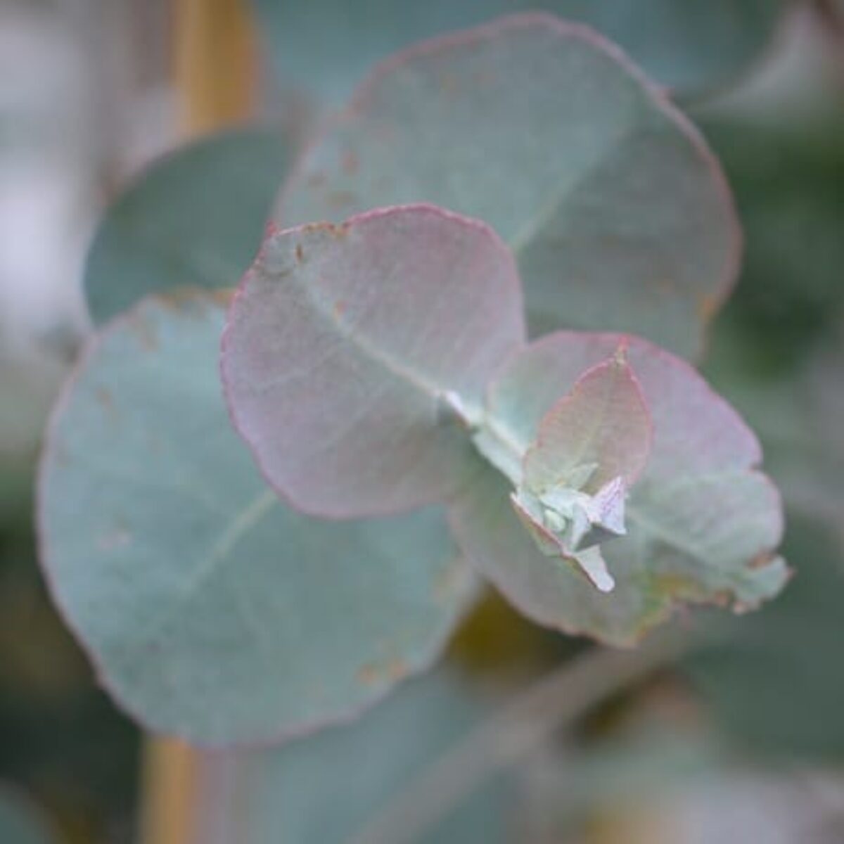 Eucalyptus cordata - Pépinière Railhet