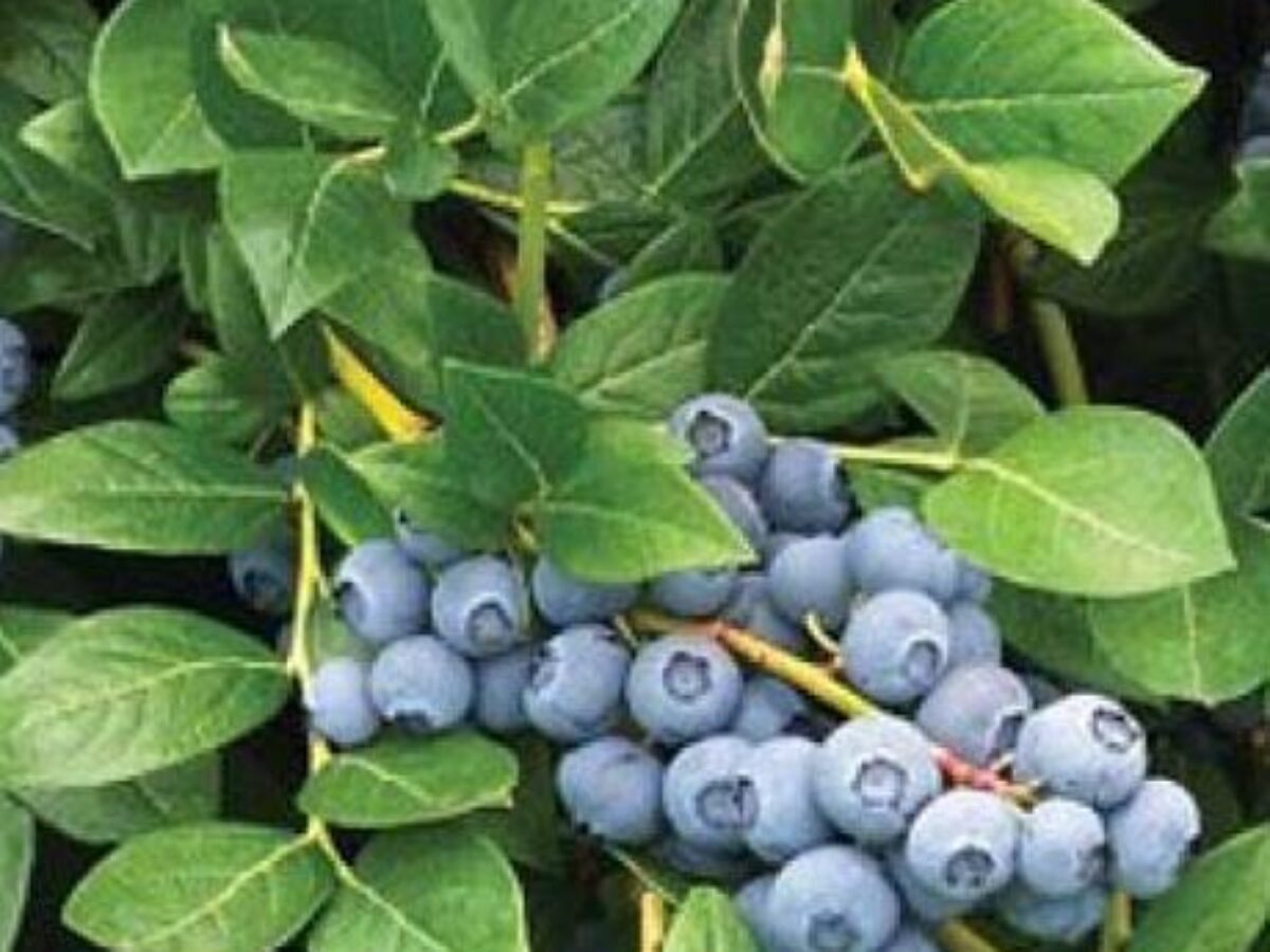 NZ: JV to begin planting Australian-bred jumbo blueberries