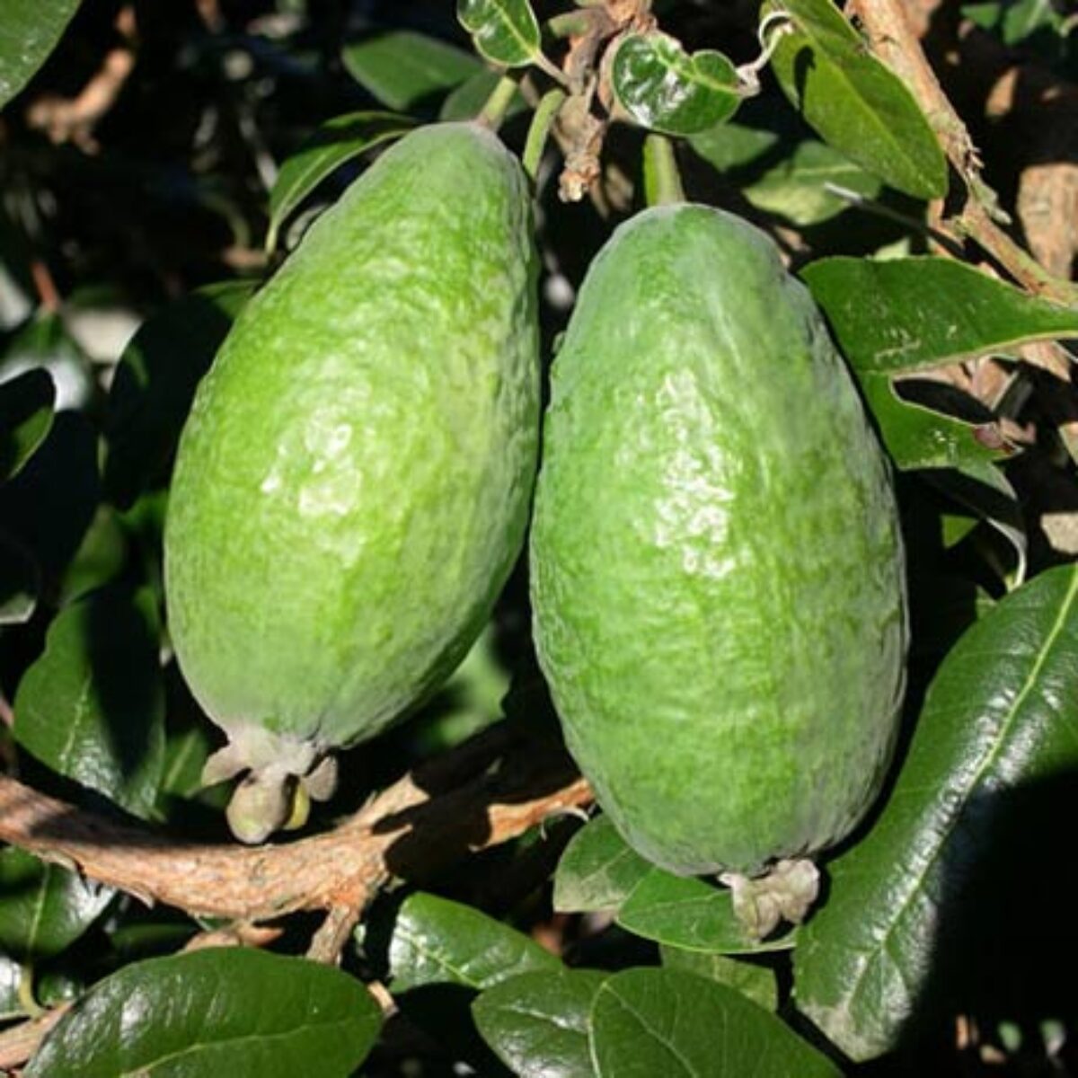 Buy Feijoa Apollo Online Southern Woods