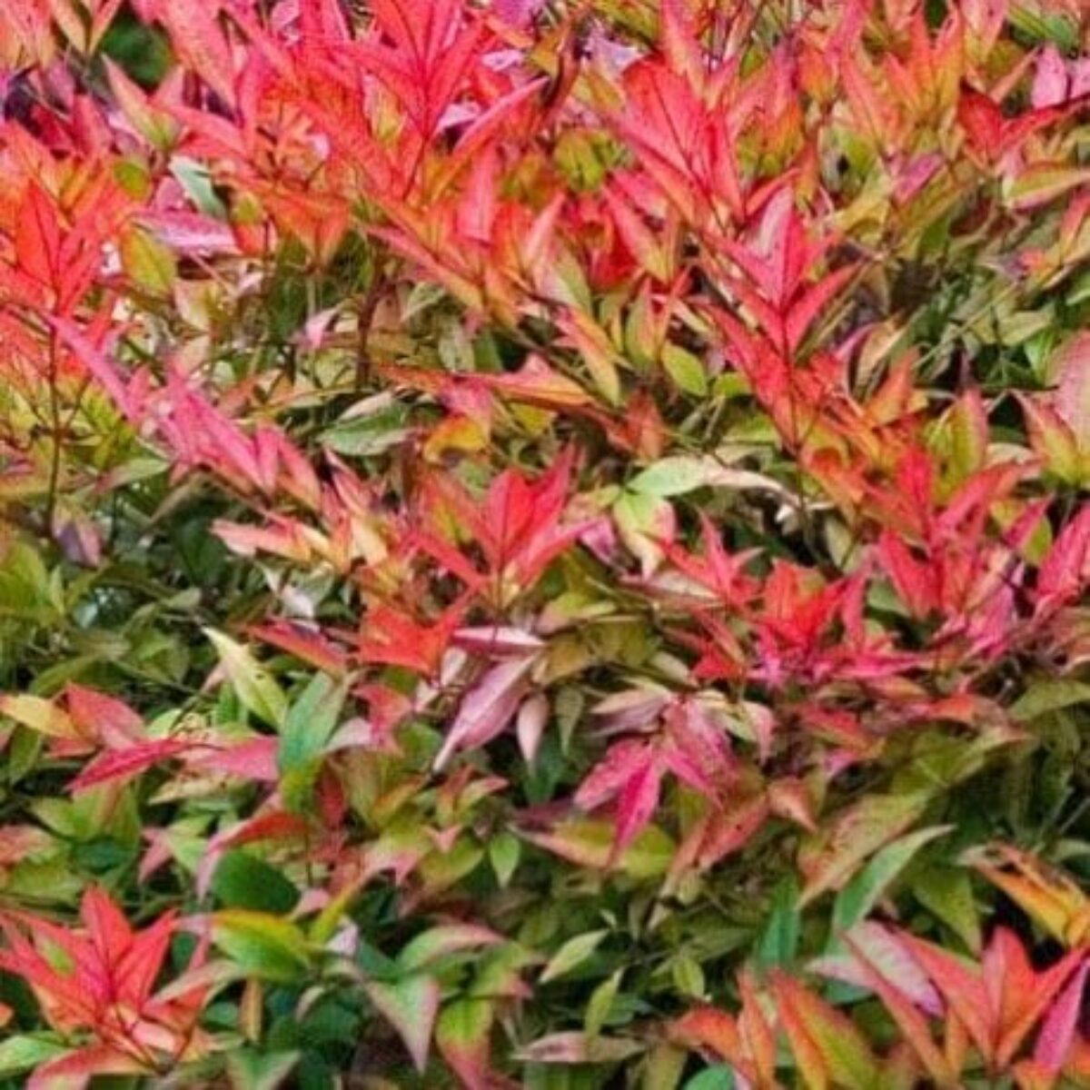 Buy Nandina domestica 'Gulf Stream' Online - Southern Woods