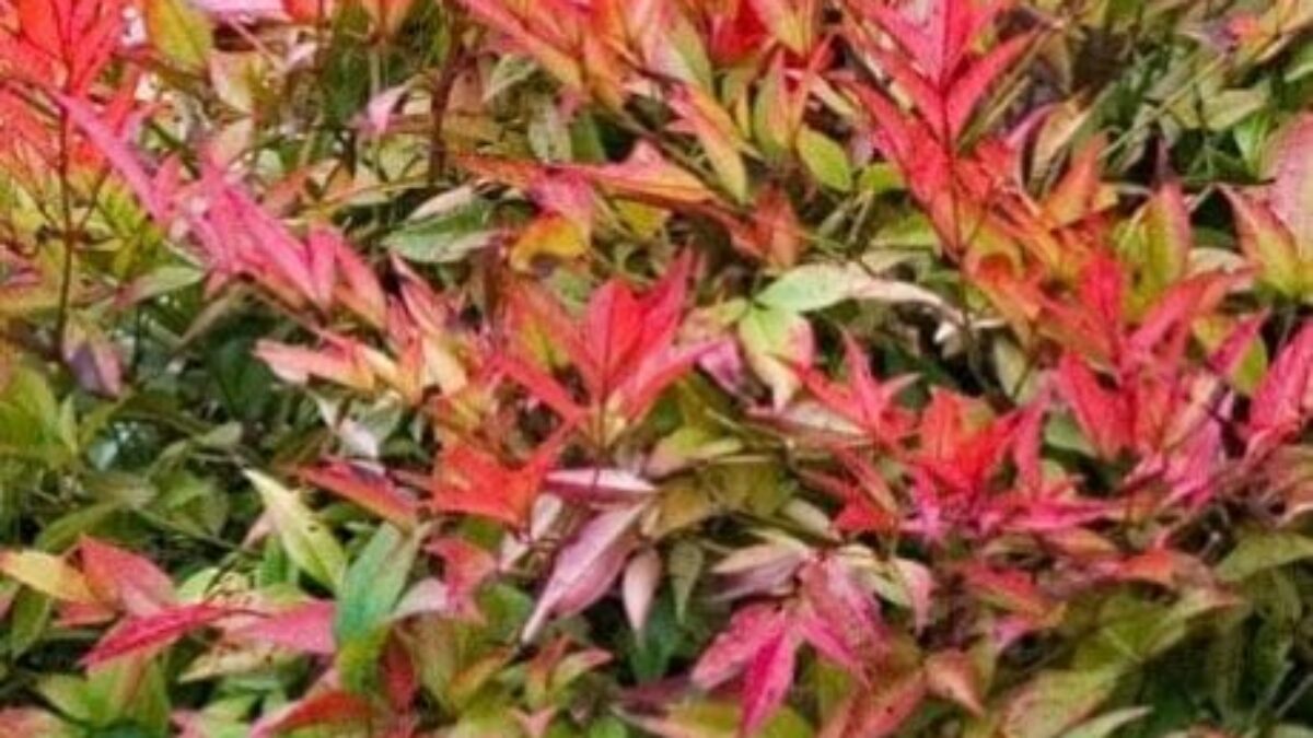 Buy Nandina domestica 'Gulf Stream' Online - Southern Woods