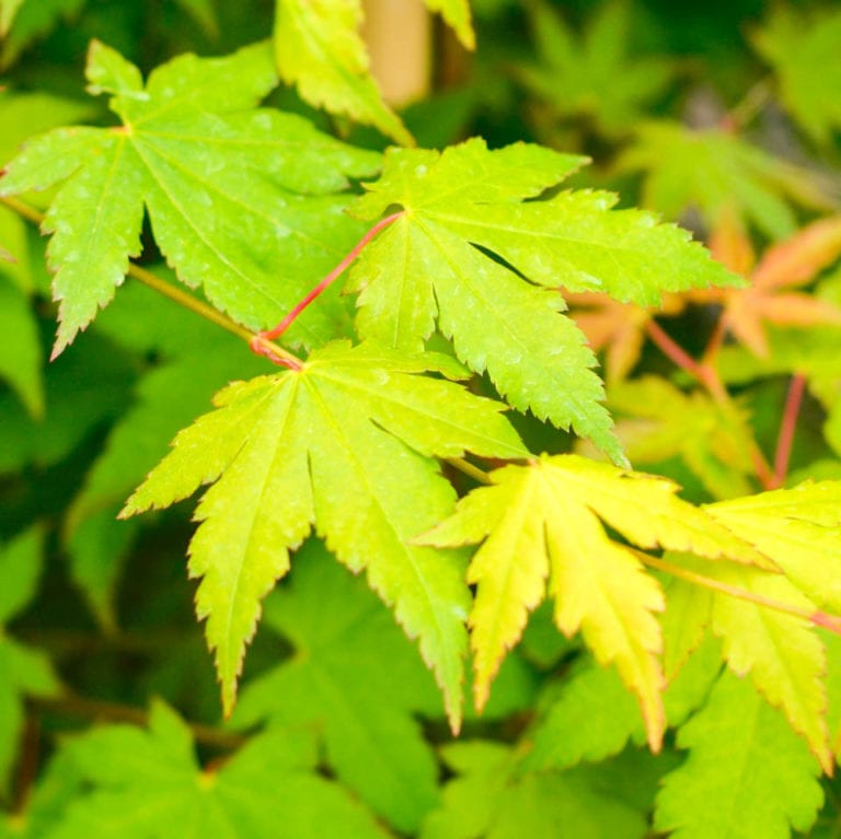 Buy Acer circinatum x palmatum Online - Southern Woods