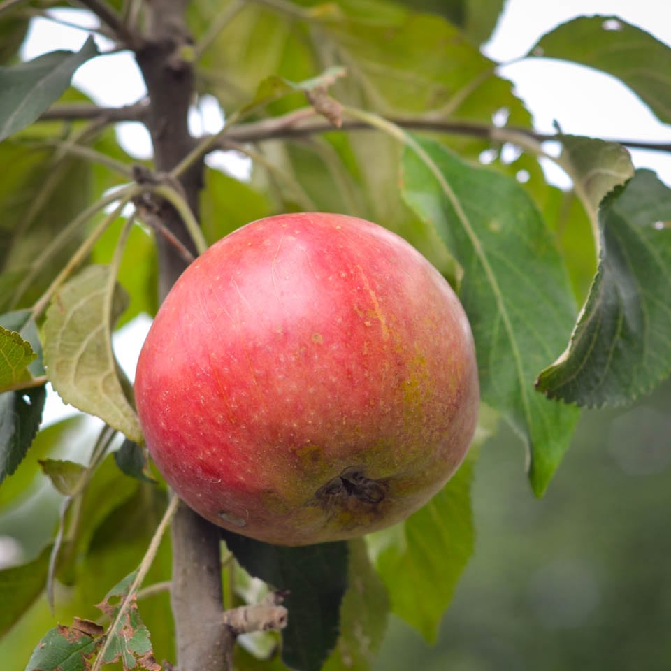 https://www.southernwoods.co.nz/wp-content/uploads/2019/03/Apple-Reinette-de-Thorn.jpg