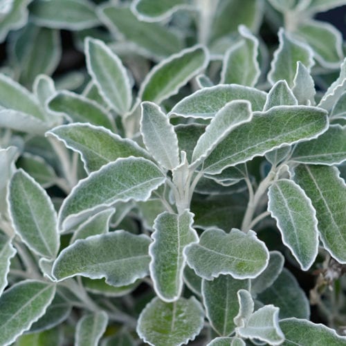 Buy Brachyglottis Greyi Online - Southern Woods