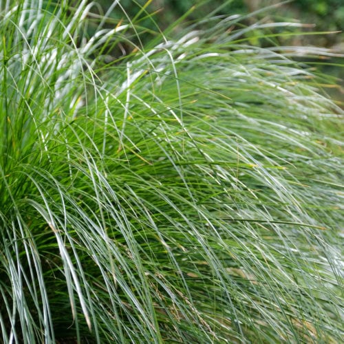 Buy Carex secta Online - Southern Woods