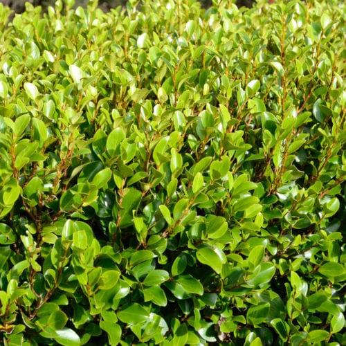 Buy Griselinia littoralis 'Canterbury' Online - Southern Woods