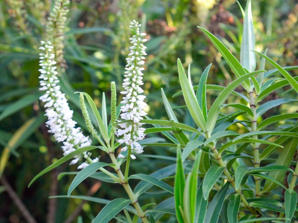 Image of Hebe salicifolia plant