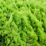 Buy Juniperus chinensis 'Kaizuka' Online - Southern Woods