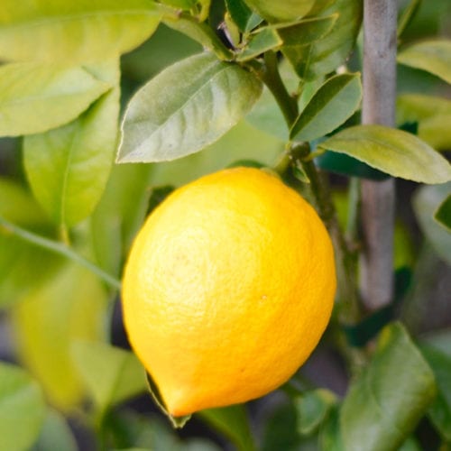 Buy Lemon 'Meyer' Online - Southern Woods