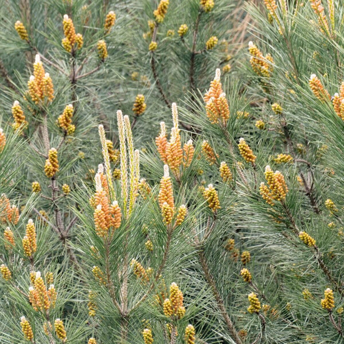 Pinus-pinea-3-1200x1200.jpg