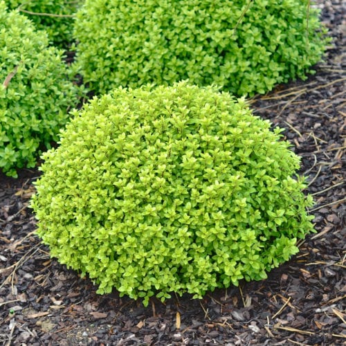 Buy Pittosporum 'Hedgehog' Online - Southern Woods