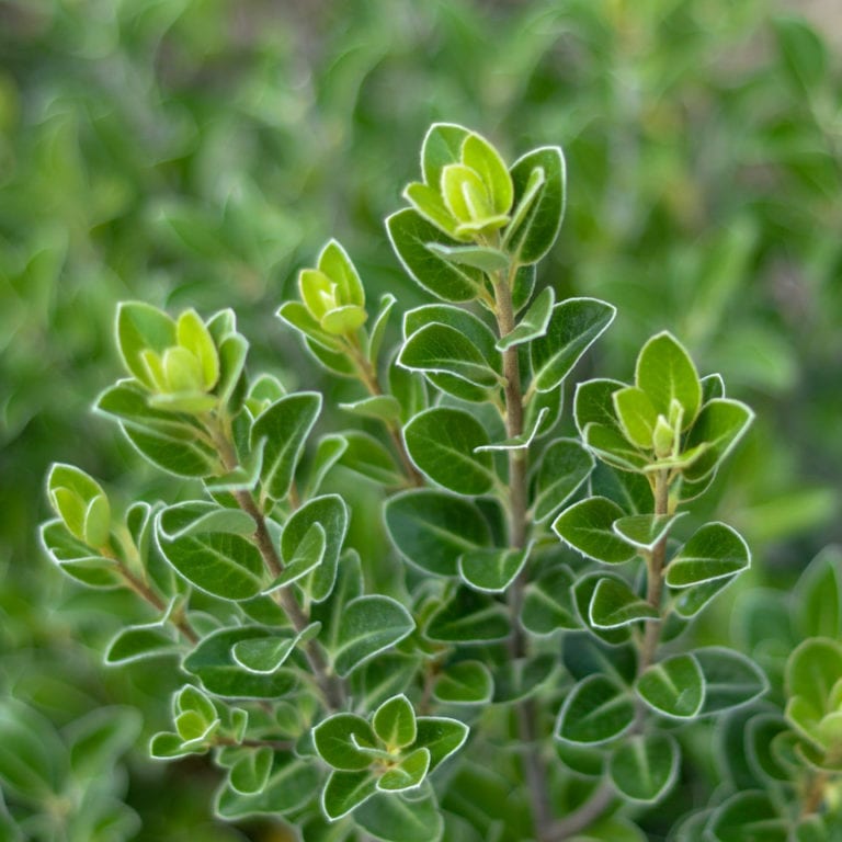 Buy Pittosporum 'Stephens Island' Online - Southern Woods