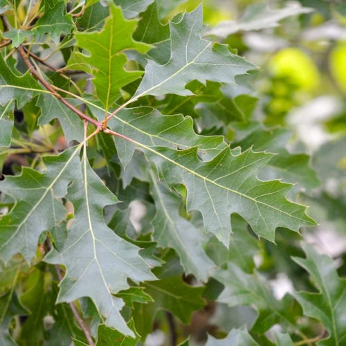 Buy Quercus palustris Online - Southern Woods