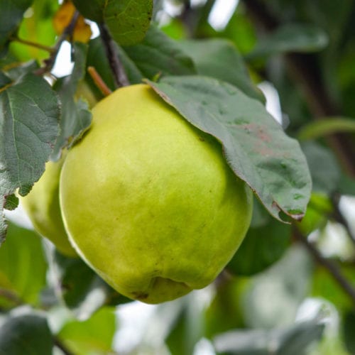 Buy Quince 'Smyrna' Online - Southern Woods