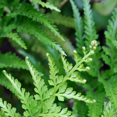 Buy Asplenium 'Maori Princess' Online - Southern Woods