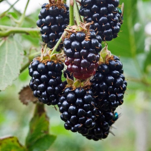 Buy Blackberry 'Black Satin' Online - Southern Woods