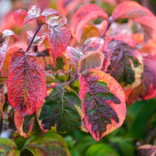 Buy Cornus florida 'Cherokee Sunset' Online - Southern Woods