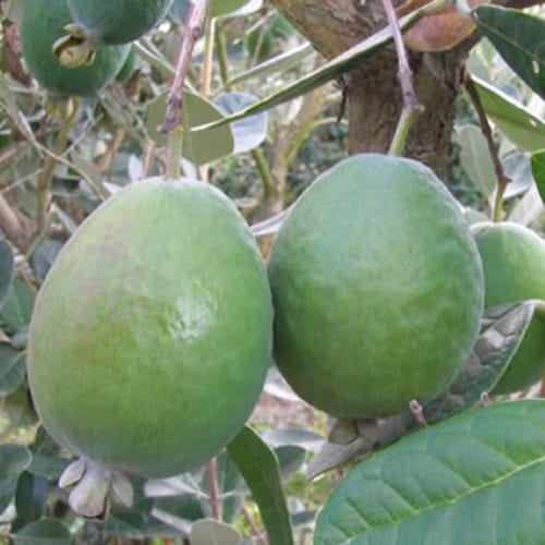 Buy Feijoa 'Anatoki' Online - Southern Woods