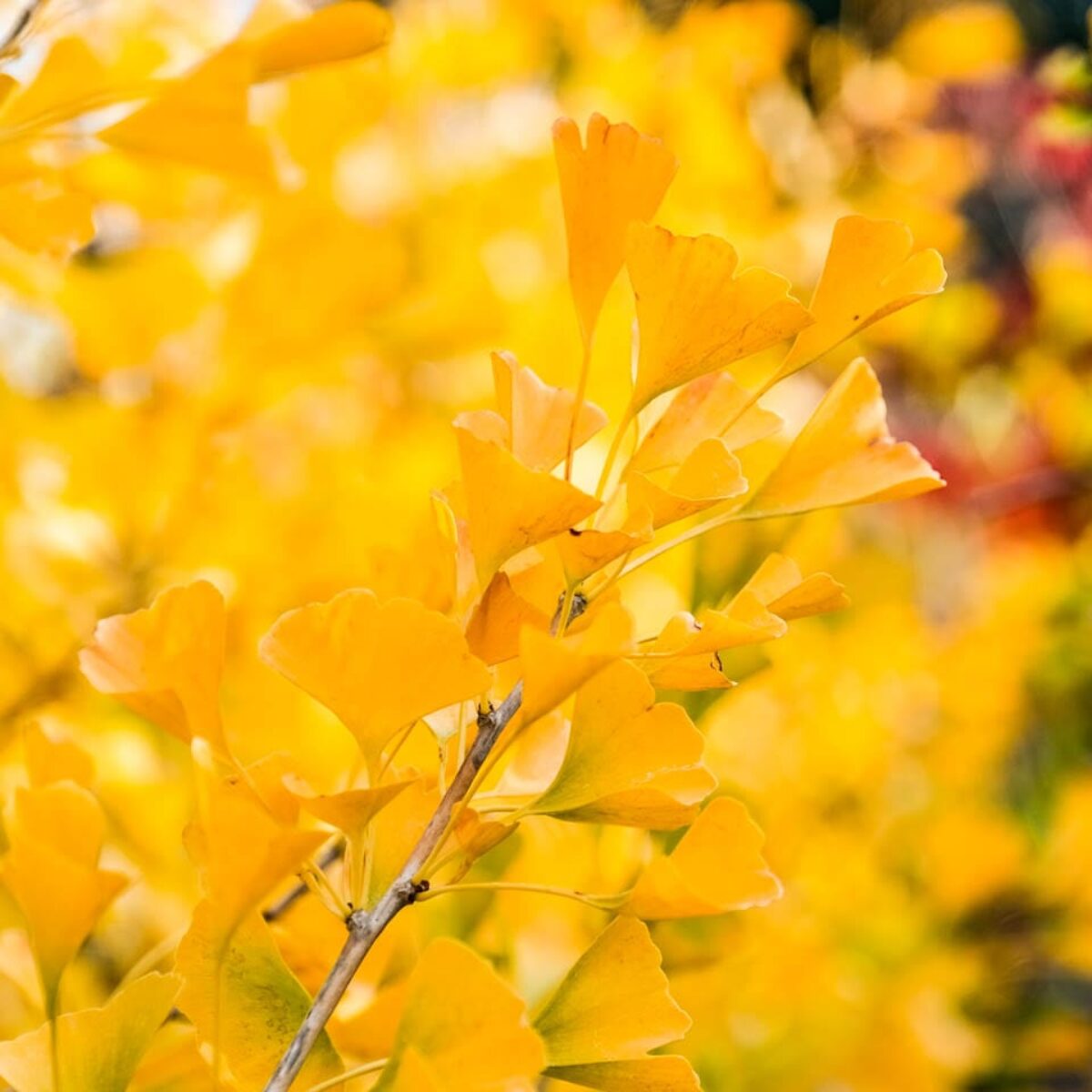 Getting The Most Out Of Ginkgo Biloba - Zamnesia