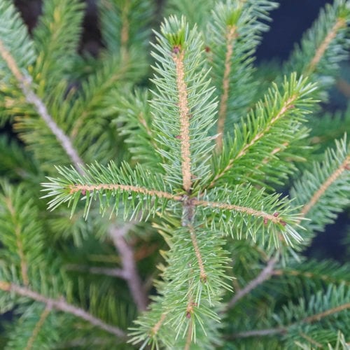 Buy Picea omorika Online - Southern Woods