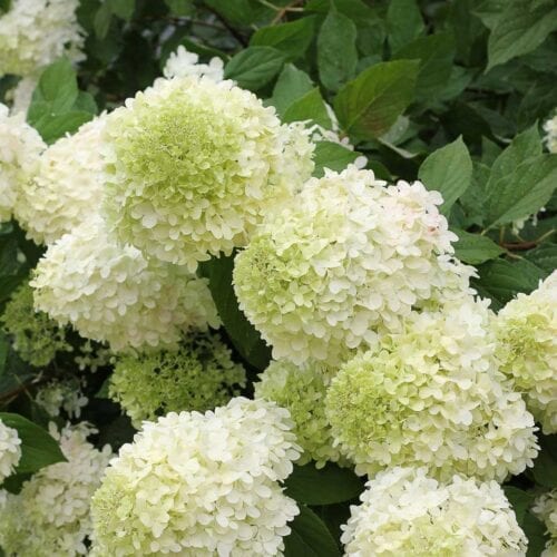 Buy Hydrangea paniculata 'Limelight' Online - Southern Woods