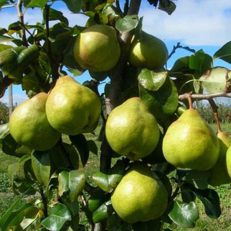 Buy Pear 'Garden Belle' Online - Southern Woods