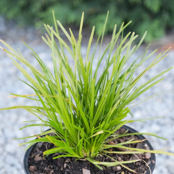 Buy Lomandra 'Little Lime' Online - Southern Woods