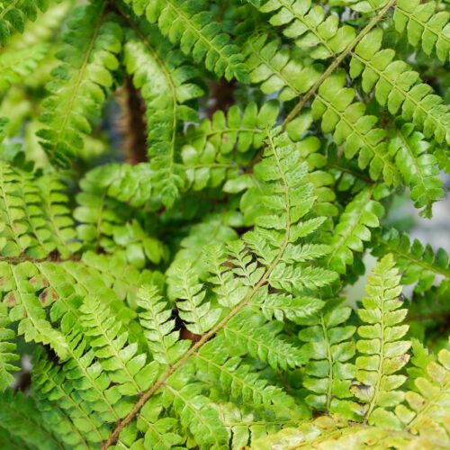 Buy Polystichum braunii Online - Southern Woods